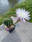 Preview: Echinopsis lila